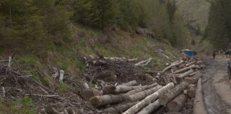 Investigațiile UE privind tăierile ilegale de păduri avansează, printre zvonuri că România nu va fi dată în judecată