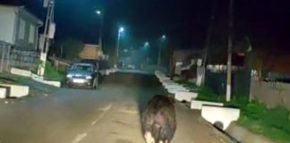 Urs în goană pe străzile comunei Soveja VIDEO