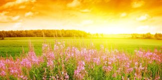 Meteo: vreme caldă, în general, în următoarele două săptămâni