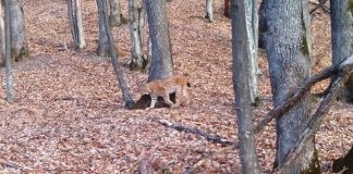 VIDEO Imagini rare, în Munții Vrancei: o femelă de râs cu doi pui
