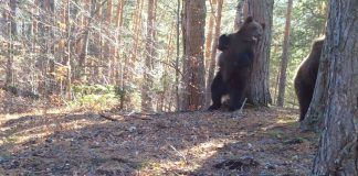 VIDEO Imagini de colecție cu urșii din Munții Vrancei