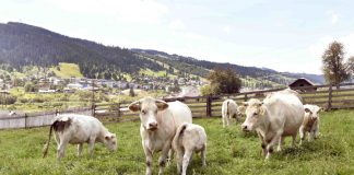 15 decembrie, termen limită pentru depunerea cererilor inițiale de ajutor de stat în sectorul creşterii animalelor