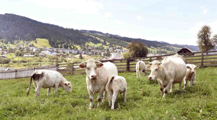 15 decembrie, termen limită pentru depunerea cererilor inițiale de ajutor de stat în sectorul creşterii animalelor