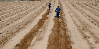 VIDEO Sahara din România crește cu mii de hectare pe an. Cum poate fi oprit nisipul