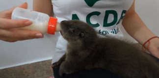 VIDEO Pui de vidră, salvat după viiturile care au distrus vizuina familiei