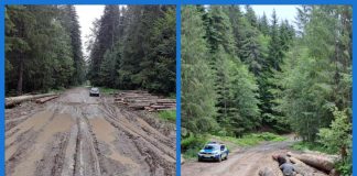IPJ Vrancea: controale, amenzi și confiscări de lemne în zona de munte