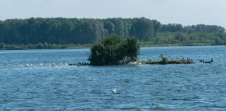 Miracolul naturii la câţiva kilometri de Slatina, în delta de pe râul Olt. Sute de specii de păsări de o frumuseţe rară