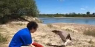 VIDEO Pescăruși eliberați în natură, după ce au fost îngrijiți la centrul de la Petrești