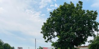 Un vrâncean, vitezomanul zilei în județul Buzău