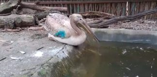 VIDEO Un pelican pofticios a ajuns la Centrul de Reabilitare de la Petrești