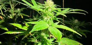 Ocupație de fost procuror din Vrancea: cultivă cannabis