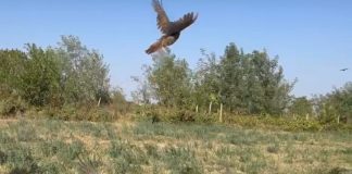 FOTO AJVPS Vrancea a eliberat în natură mai multe exemplare de fazan