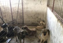 Dosar penal pentru schingiurea animalelor în urma verificărilor de la adăpostul privat de câini din Suraia