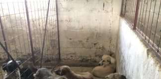 Dosar penal pentru schingiurea animalelor în urma verificărilor de la adăpostul privat de câini din Suraia