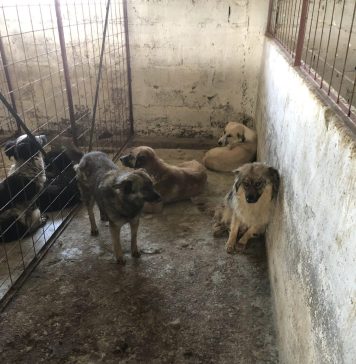 Dosar penal pentru schingiurea animalelor în urma verificărilor de la adăpostul privat de câini din Suraia