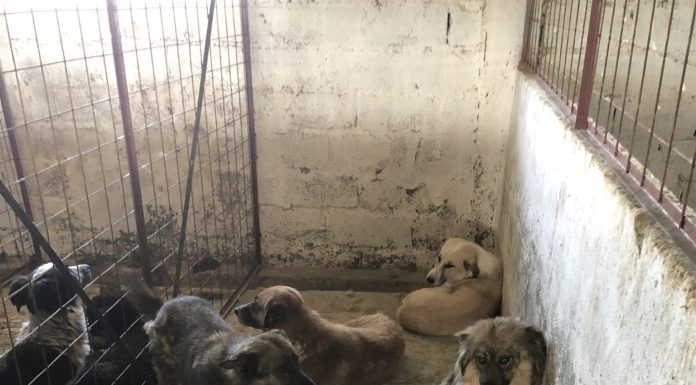 Dosar penal pentru schingiurea animalelor în urma verificărilor de la adăpostul privat de câini din Suraia
