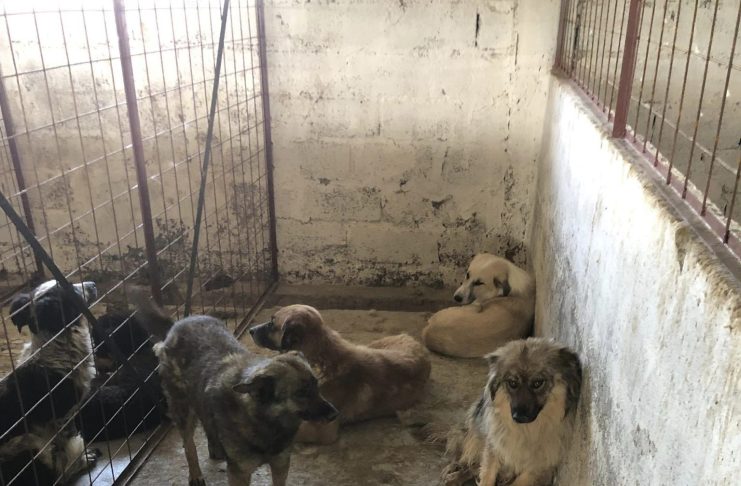 Dosar penal pentru schingiurea animalelor în urma verificărilor de la adăpostul privat de câini din Suraia