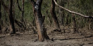 S-au mai găsit bucăți dintr-o dronă rusească, pe teritoriul României