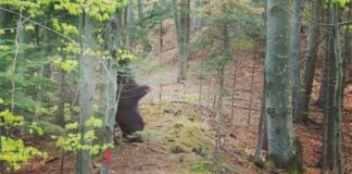 VIDEO Baloo se simte foarte bine în Munții Vrancei