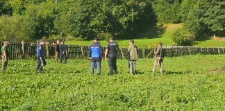 FOTO Pui de urs, prins într-un gard, la Lepșa. A reușit să scape singur și s-a întors în pădure