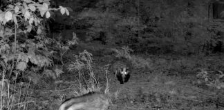 VIDEO Bursucul, un animal simpatic din Parcul Natural Putna Vrancea