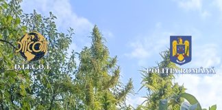 FOTO Ce spune Poliția Vrancea despre perchezițiile de astăzi, la persoanele care cultivau cannabis în vie plante cannabis