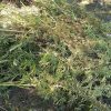cannabis 1