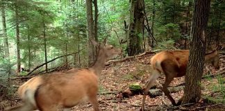 VIDEO Parada ciutelor din Parcul Natural Putna Vrancea