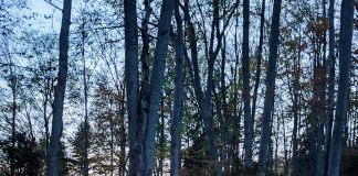 O sută de persoane au luptat cu incendiul de vegetație de la Andreiașu de Jos