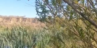 VIDEO Pui de lebădă, îngrijit la Centrul ACDB, eliberat în natură