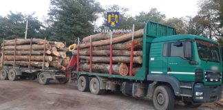 Vrâncean prins la Onești cu un transport de lemne fără documente legale
