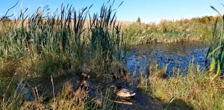VIDEO Rață sălbatică, salvată din gura unui câine. Acum a revenit în natură