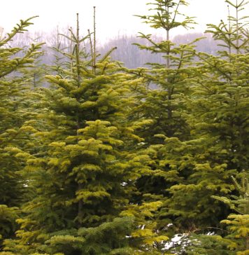 Peste 16 de mii de pomi de Crăciun va scoate la vânzare Romsilva în sezonul sărbătorilor de iarnă