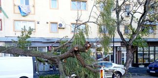 FOTO Mașini avariate de copacii rupți de vânt, în Focșani