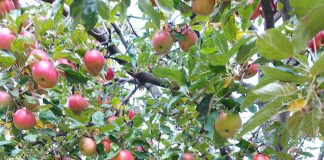 Temperaturile scăzute au afectat pomii fructiferi