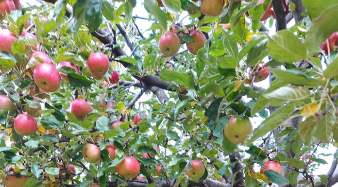 Temperaturile scăzute au afectat pomii fructiferi