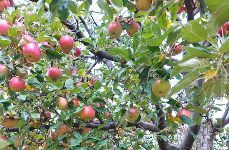 Temperaturile scăzute au afectat pomii fructiferi