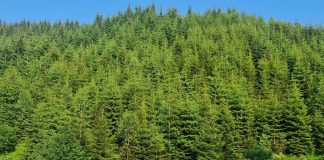 Reorganizare la Romsilva: reducere drastică a posturilor de director