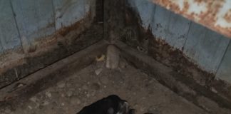 VIDEO-FOTO Un polițist a salvat 4 cățeluși aruncați într-o latrină. Atenție: imagini care vă pot afecta emoțional!