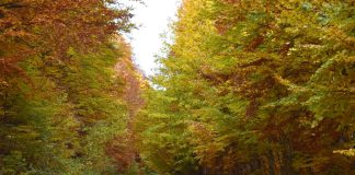 Meteo: intensificări de vânt, temperaturi scăzute, ploi, lapoviță și ninsoare, până la sfârșitul săptămânii