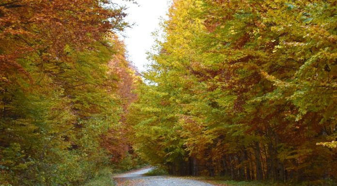 Meteo: intensificări de vânt, temperaturi scăzute, ploi, lapoviță și ninsoare, până la sfârșitul săptămânii