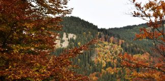 Cod galben de ceață la câmpie / Vremea va fi oscilantă în a doua parte a lunii noiembrie