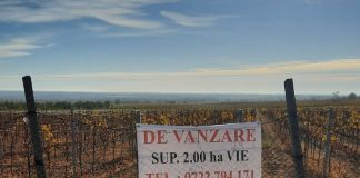 Plantație de viță de vie, scoasă la vânzare