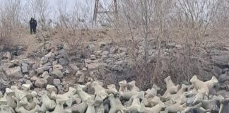 Misiune a pompierilor pentru salvarea unui câine blocat în stabilopozii barajului de la Ciușlea