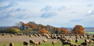 Condiții de acordare a ajutoarelor naționale tranzitorii pe anul 2025, pentru crescătorii de ovine și caprine