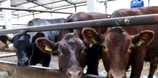 Scheme de ajutor pentru crescătorii de bovine, porci și păsări