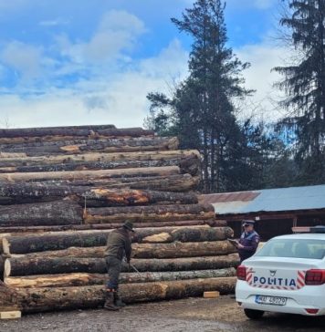 Depozitele de lemne, luate la puricat de polițiști. Zeci de amenzi