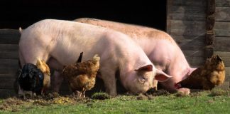 APIA așteaptă crescătorii de animale și de păsări să depună Cererile de plată pentru a beneficia de sprijin financiar