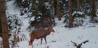 VIDEO Imagini superbe de iarnă, cu animalele sălbatice din Parcul Natural Putna Vrancea