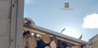 Inspectorii Gărzii Forestiere Focșani, în control în județul Brăila